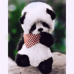 Panda4Life♡