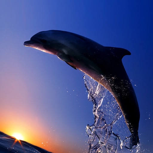 Dolphin_Soph