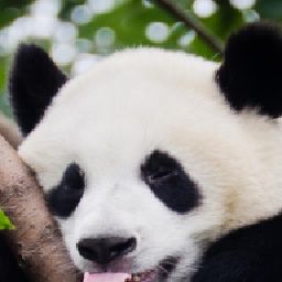 #panda fan 🏳️‍🌈