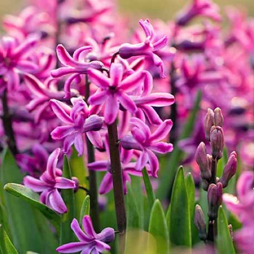 Summer_Hyacinth