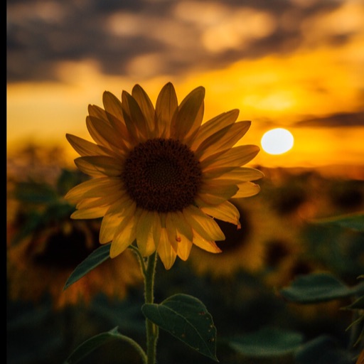 Sunflower J