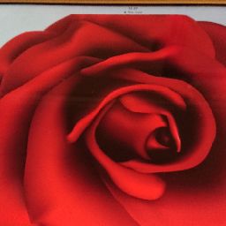 red rose 🌹