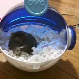 my hamster Jasmine