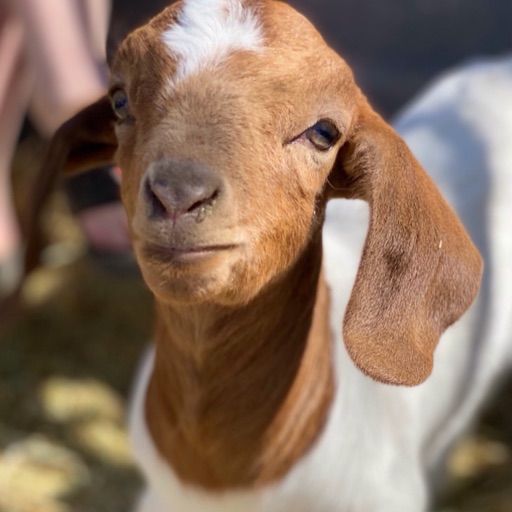 Goat lover 101