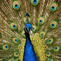 Peacock Lover !