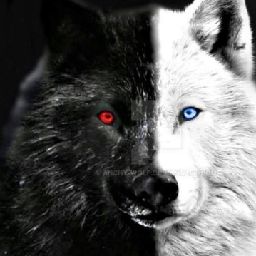 Dark_Wolf