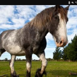 Horsegirl23