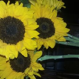 Sunflower 🌻 Baby