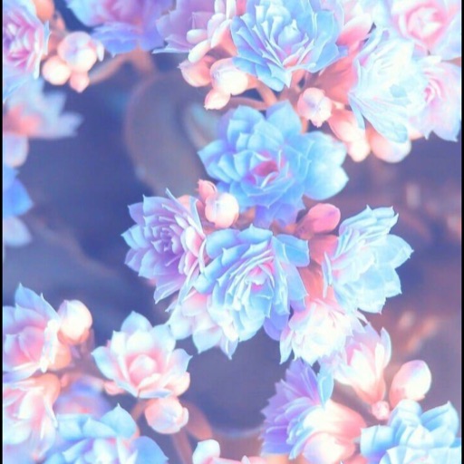 Beautiful_Flower