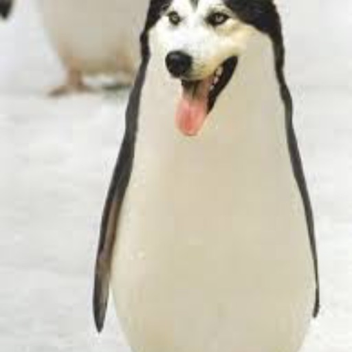 Penguin puppies 🐶 