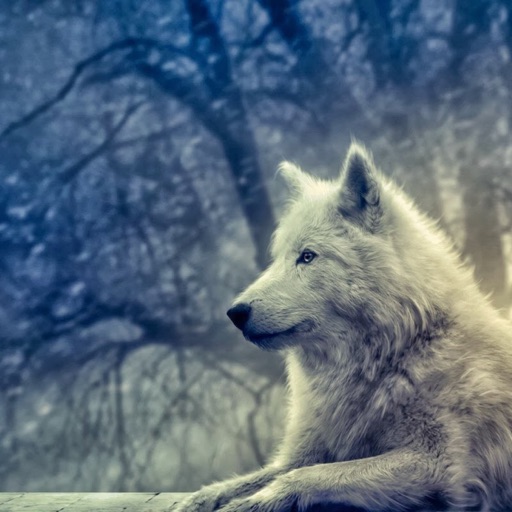 alpha wolf dreamer 💖