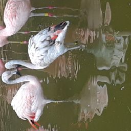 flamingo 1365
