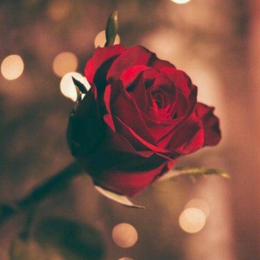 ꧁*｡ﾟRed Rose *｡ﾟ꧂