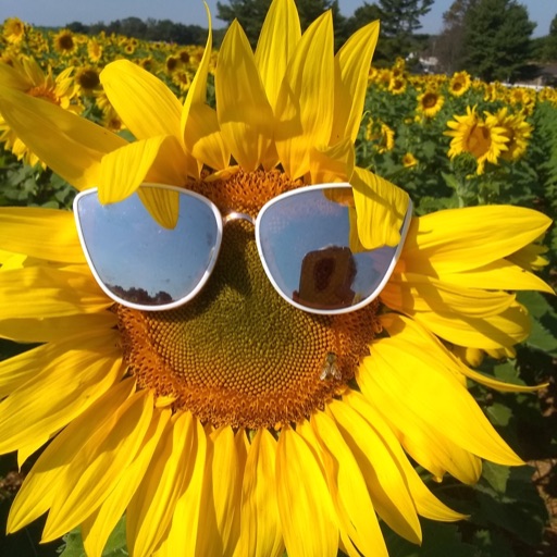 Cool Sunflower 🌻 