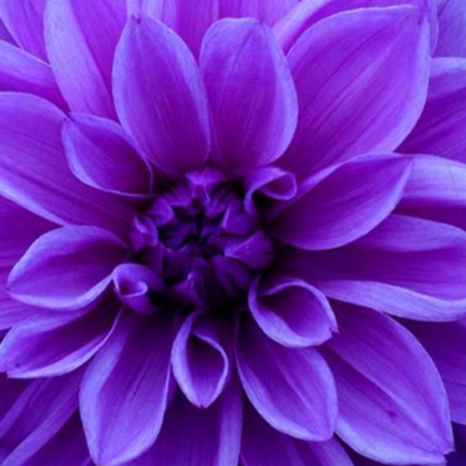 💜Aaliyah-purple 💜