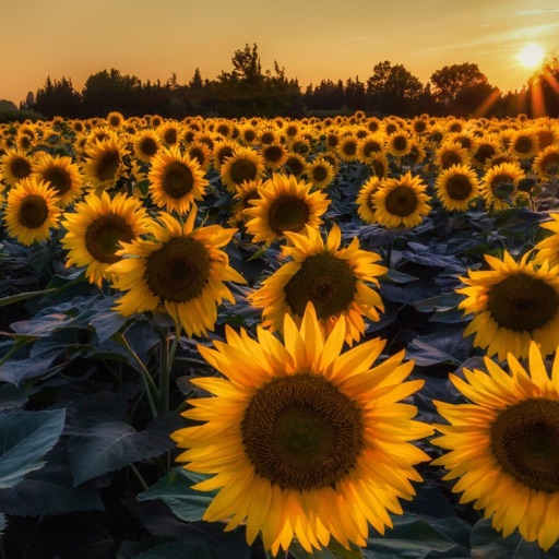 Sunflower_living💛