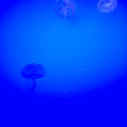 Jellyfish_Draws