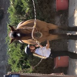 horsegirl23