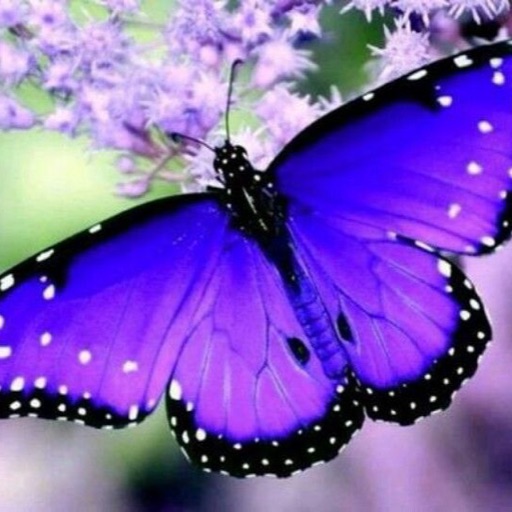 Butterfly Lover