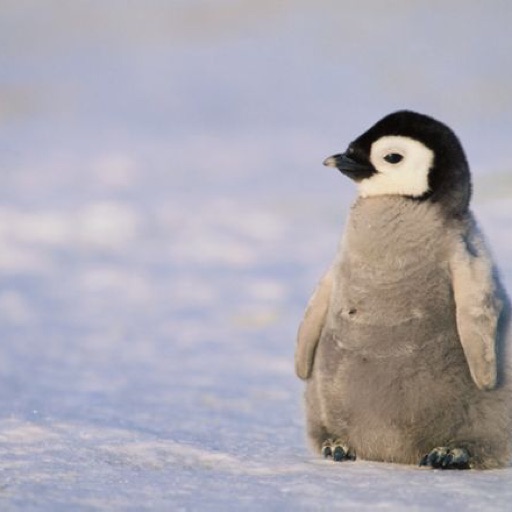 I love penguins 🐧❤️