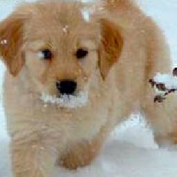 Winter puppy ♡