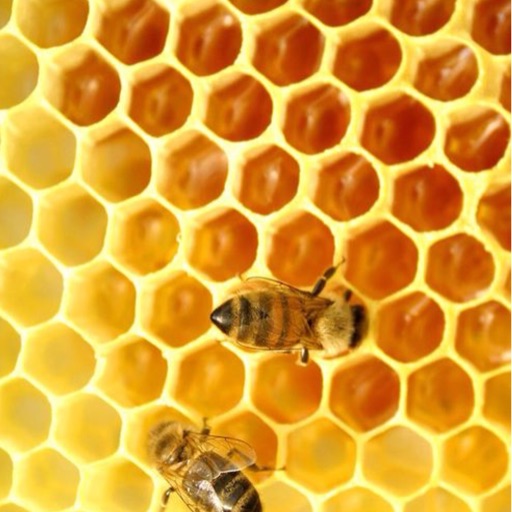 honeybee draws