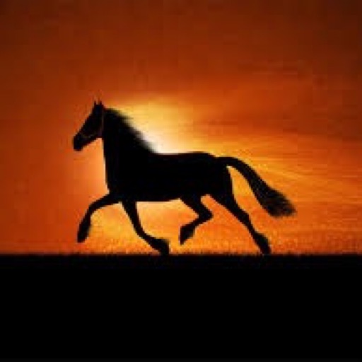 Horse.lover🐎💙🐴