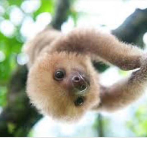 sloth.art💞
