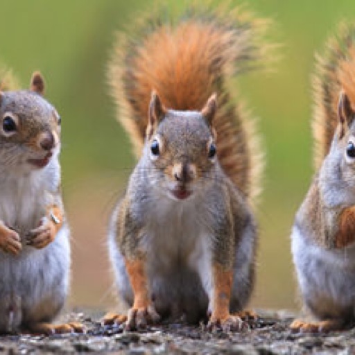 Squirrelsforlife!! ❤️ 