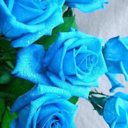 Roses are Blue 💦