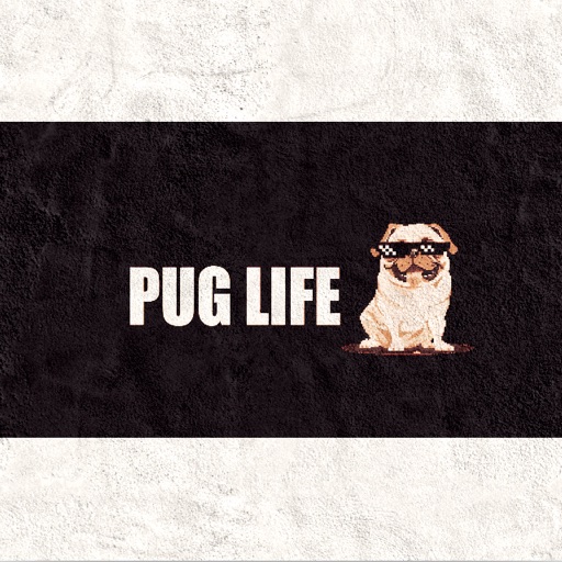 Pug Life 😎