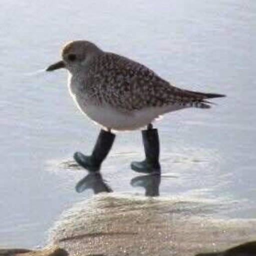 Bird with Boots