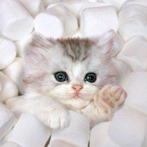 MarshmallowKitty 