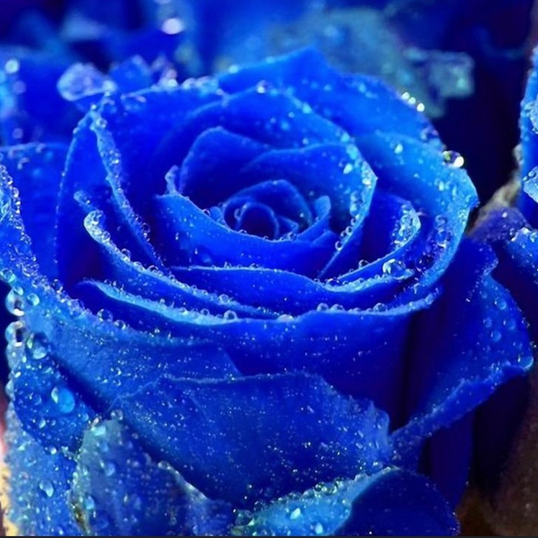 Roses are blue 💙