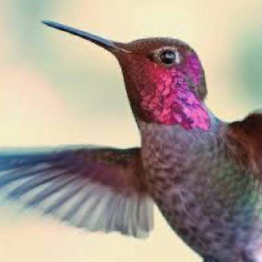 Purple Hummingbird