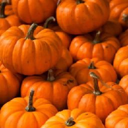 pumpkin.pie