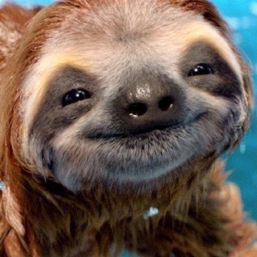 sweet_sloths 