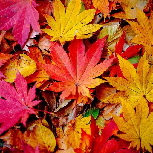 Autumn_Bliss