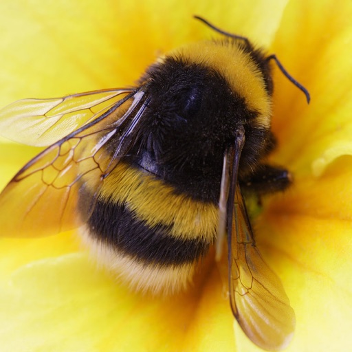 Bumblebee 🐝