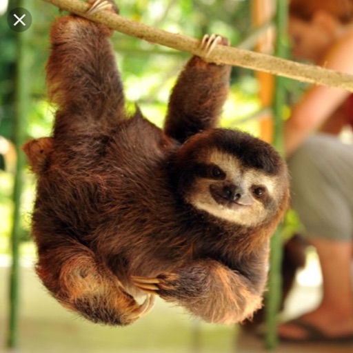Sloth girl