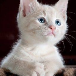 cute kitty 😍