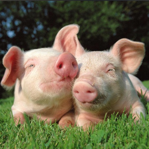 Piggy dog love ❤️🐶🐷