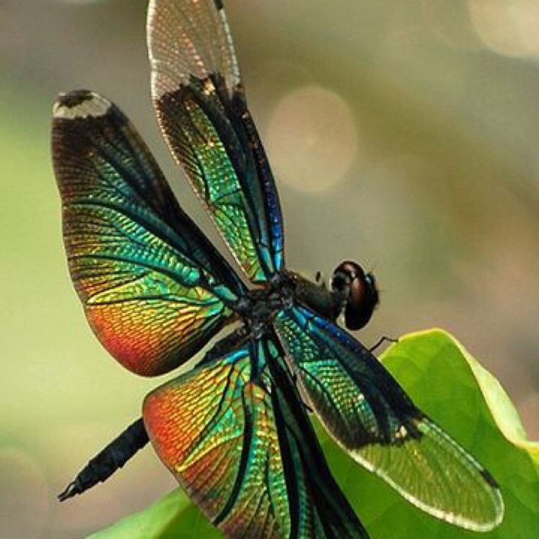 Nan-Dragonfly Gramma,Mi🦮🐈