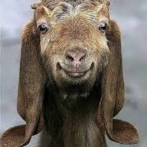 Smiling Goat